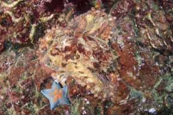 Kraken 13at